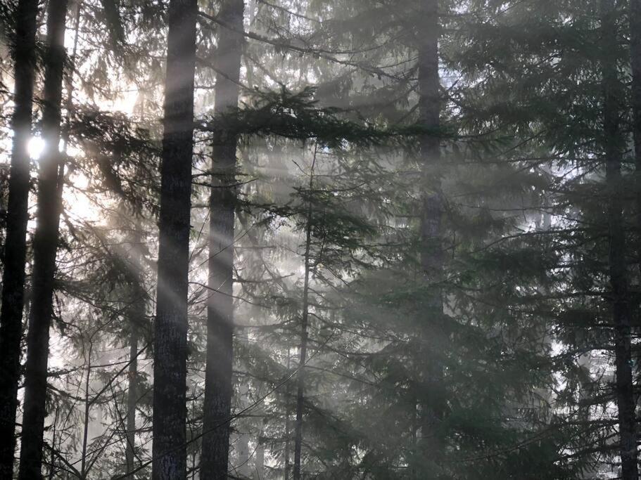 The Cabin In パックウッド エクステリア 写真